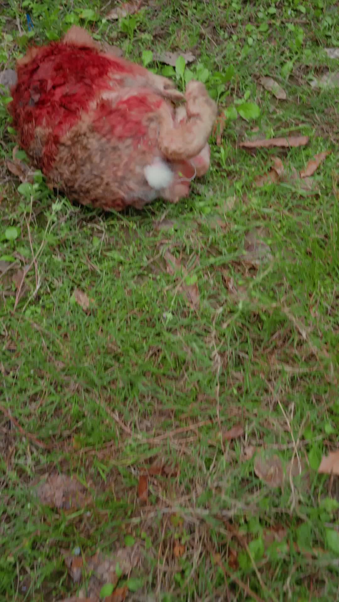 Episode 56 - Turunnya Dewa Nakal ke Dunia